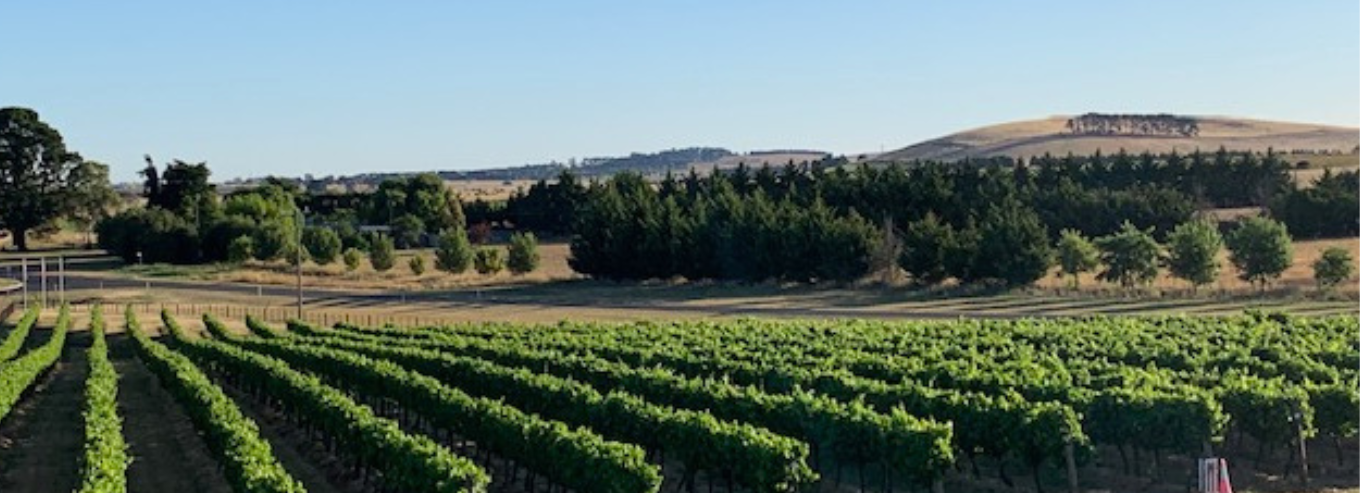 Aerial view of Mount Coghill  vineyard 